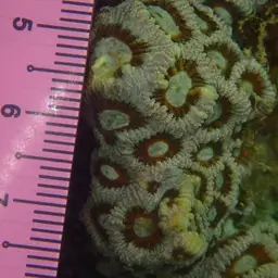 Larger Star Coral, photo 3