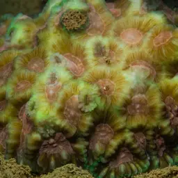 Larger Star Coral, photo 4