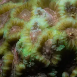 Larger Star Coral, photo 5