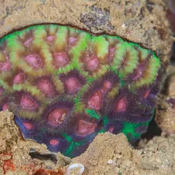 Larger Star Coral, photo 6