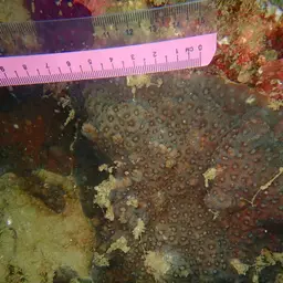 Larger Star Coral, photo 7