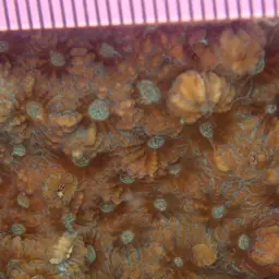 Larger Star Coral, photo 8