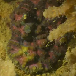 Larger Star Coral, photo 9
