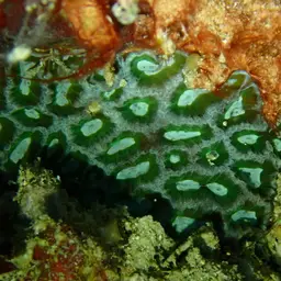 Larger Star Coral, photo 10