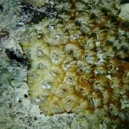 Larger Star Coral, photo 11