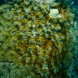 Larger Star Coral, photo 12