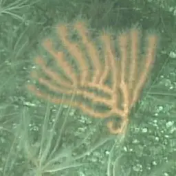 Horny Coral, photo 2