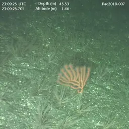 Horny Coral, photo 3