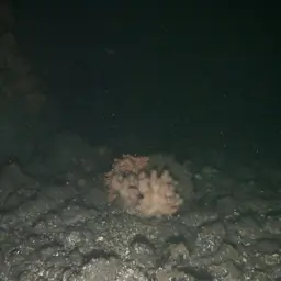 Horny Coral, photo 4