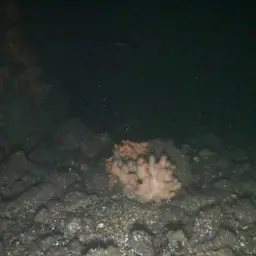 Horny Coral, photo 5