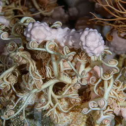 Horny Coral, photo 6