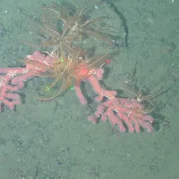Horny Coral, photo 7