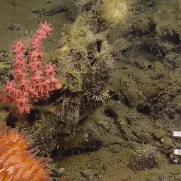 Horny Coral, photo 8