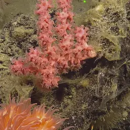 Horny Coral, photo 9