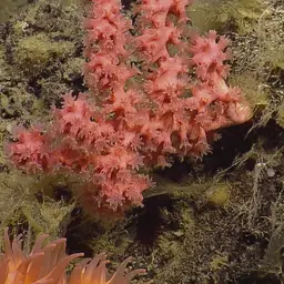 Horny Coral, photo 10