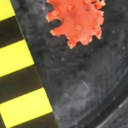 Horny Coral, photo 11