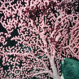 Horny Coral