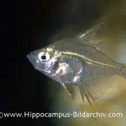Indian Glass Perch, photo 1
