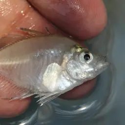 Indian Glass Perch, photo 8