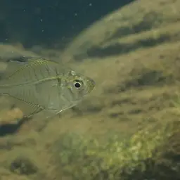 Indian Glass Perch, photo 9