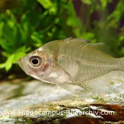 Glassfish, photo 1