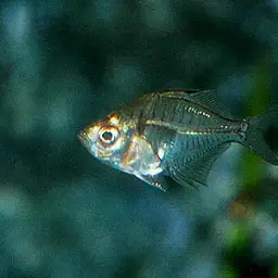 Glassfish, photo 2