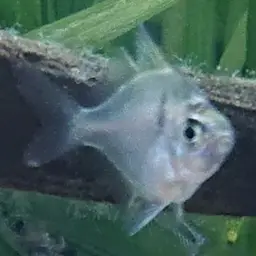 Glassfish, photo 3