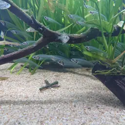 Glassfish, photo 4