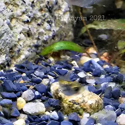 Glassfish, photo 6