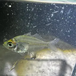 Glassfish, photo 7