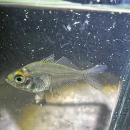 Glassfish, photo 8