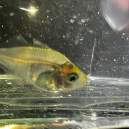 Glassfish, photo 9