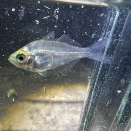 Glassfish, photo 10
