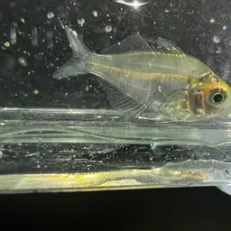 Glassfish, photo 11