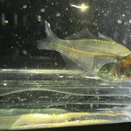 Glassfish, photo 12