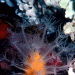 Long Polyp Orange Soft Coral, photo 1