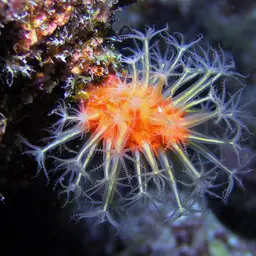 Long Polyp Orange Soft Coral, photo 2