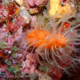Long Polyp Orange Soft Coral, photo 3