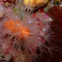 Long Polyp Orange Soft Coral, photo 4