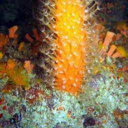 Long Polyp Orange Soft Coral, photo 5