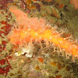 Long Polyp Orange Soft Coral, photo 6