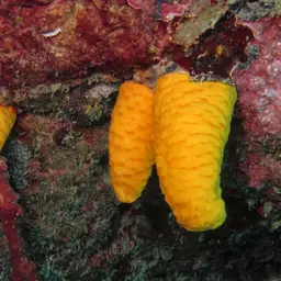 Long Polyp Orange Soft Coral, photo 7