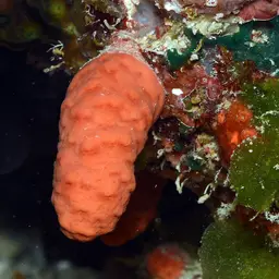 Long Polyp Orange Soft Coral, photo 8