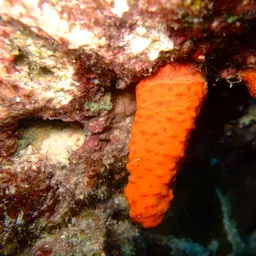 Long Polyp Orange Soft Coral, photo 9