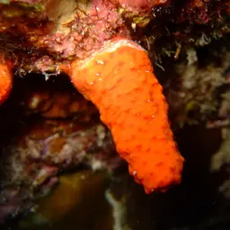 Long Polyp Orange Soft Coral, photo 10