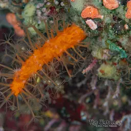 Long Polyp Orange Soft Coral, photo 11