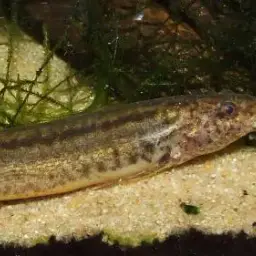 Weather Loach