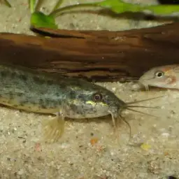 Weather Loach, photo 2