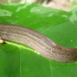 Weather Loach, photo 3