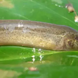 Weather Loach, photo 5